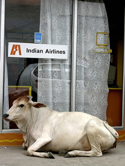 Vaca Sagrada na India 