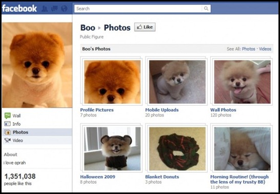 facebook-boo-dog-profile-page-625x431