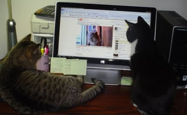 cats-watching-cats-on-computer-600x369