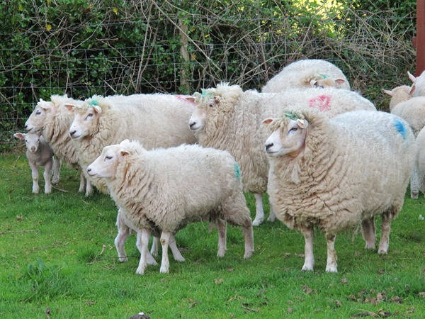 working-sheep-farm-galway-ireland 1152_12763465356-tpfil02aw-30139