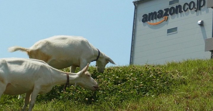 1200x630_230950_amazon-hires-goats-for-offic.jpg