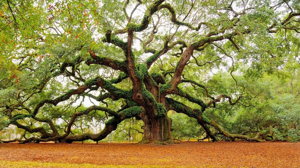 One Tree, a árvore completa da vida