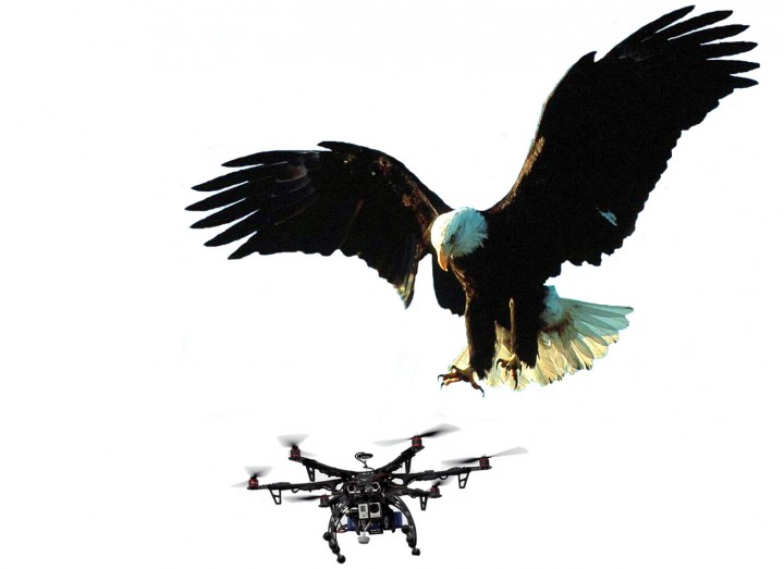 águias para abater drones ilegais