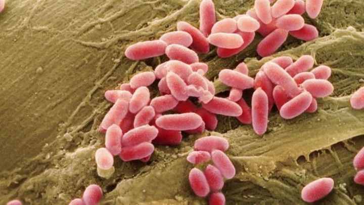 Sem oxigénio e em estado latente, as bactérias que compõem o biobetão podem permanecer vivas duranter séculos, dizem cientistas