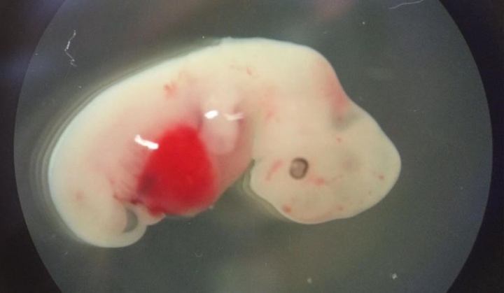 Imagem embrião porco