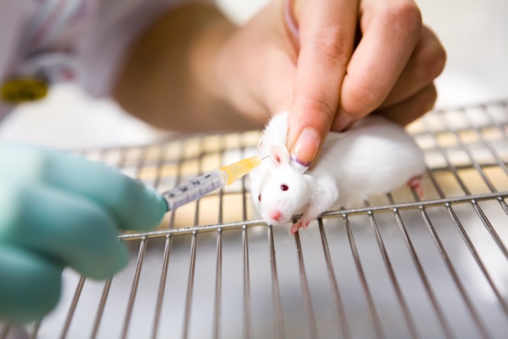 Vacina contra o cancro nos ratos