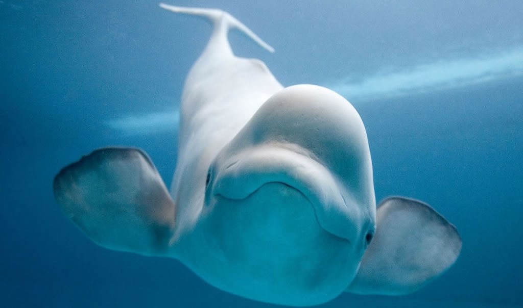 Rússia poderá estar a usar baleias para espionagem, dizem especialistas noruegueses