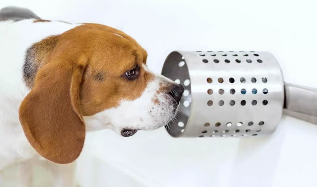 Estudo mostra que cães podem detetar com precisão cancro no sangue