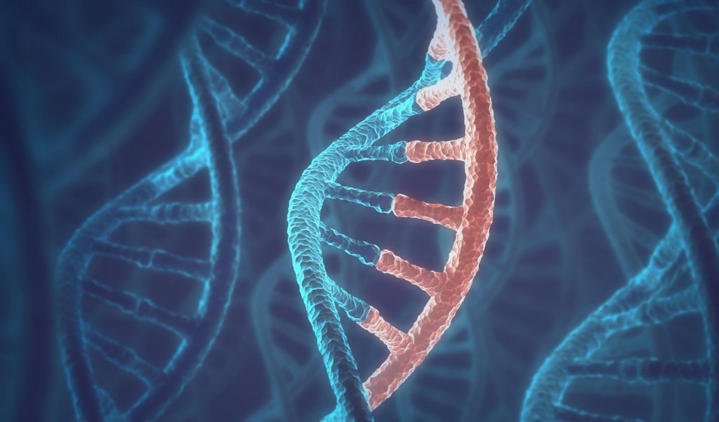 Por que envelhecemos? Qual é o papel do DNA no envelhecimento?