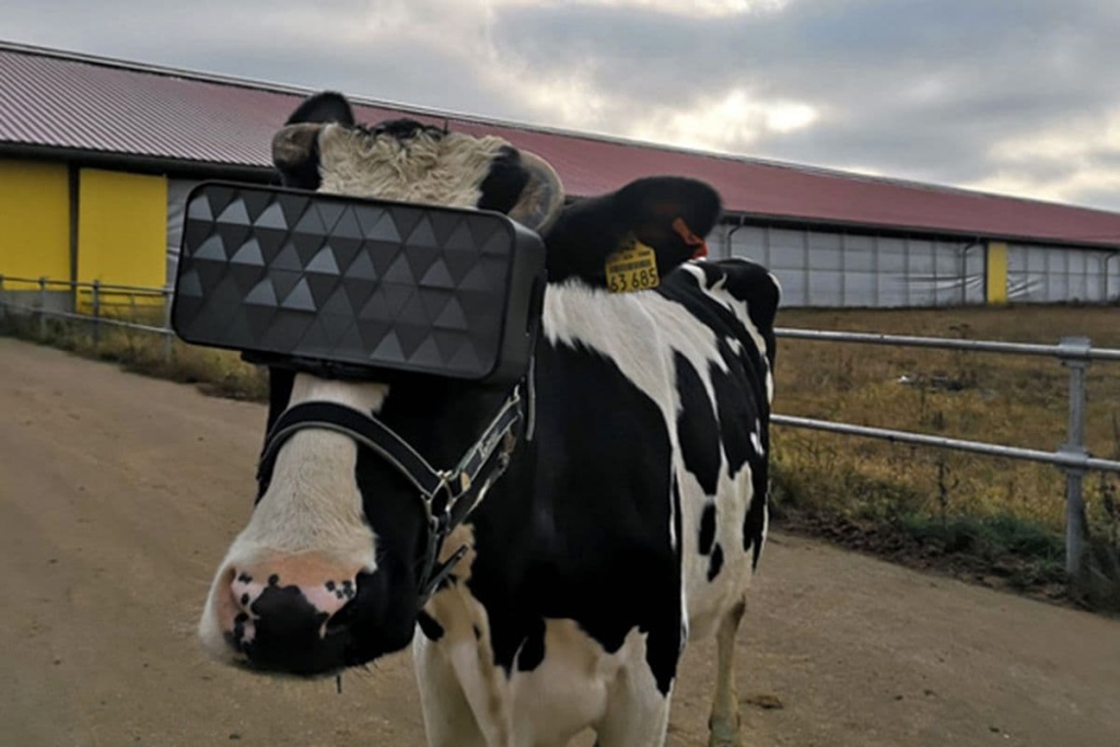 Óculos de Realidade Virtual ajudam vacas a produzirem mais leite