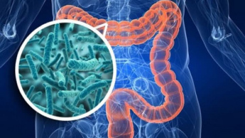 Imagem ilustrativa de micróbios no intestino de prevêem a morte