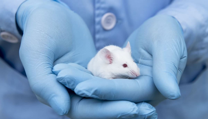 Imagem ratos de laboratório curados da diabetes