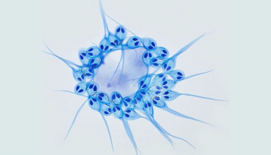 Descoberto o primeiro animal que não precisa de respirar oxigénio para viver