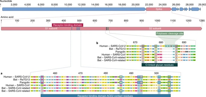 Características da proteína da espinha em humanos com SARS-CoV-2 e Coronavírus relacionados 