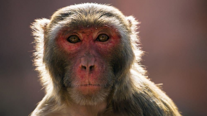 Imagem de uma Macaca, um género de macacos do Velho Mundo da subfamília Cercopithecinae usada para estudar o seu cérebro