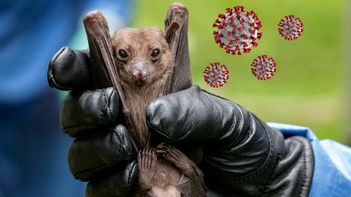Imagem morcego portador de vários vírus coronavírus que provocam COVID-19