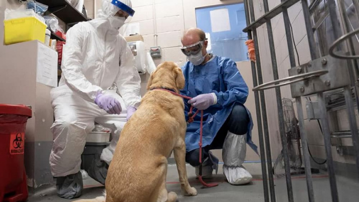 Imagem análise virológica nos cães que podem ser portadores do novo cornavírus