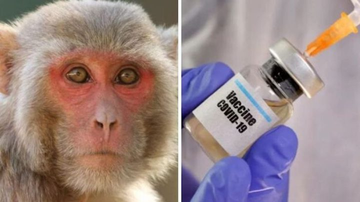 Imagem vacina ministrada em macacos