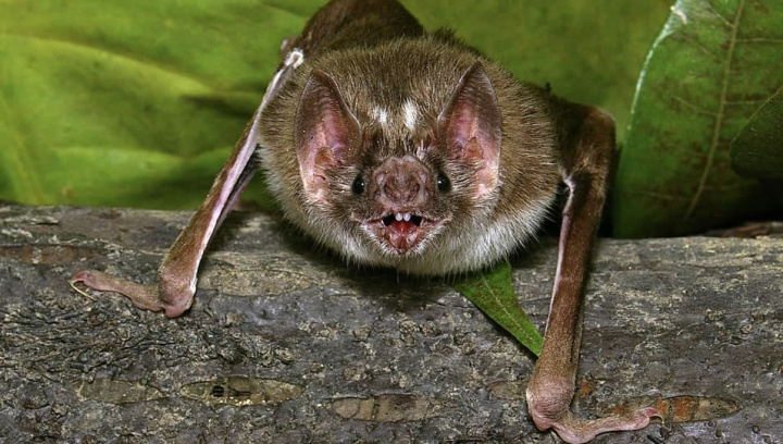 Imagem morcegos com coronavírus que proca a MERS e COVID-19