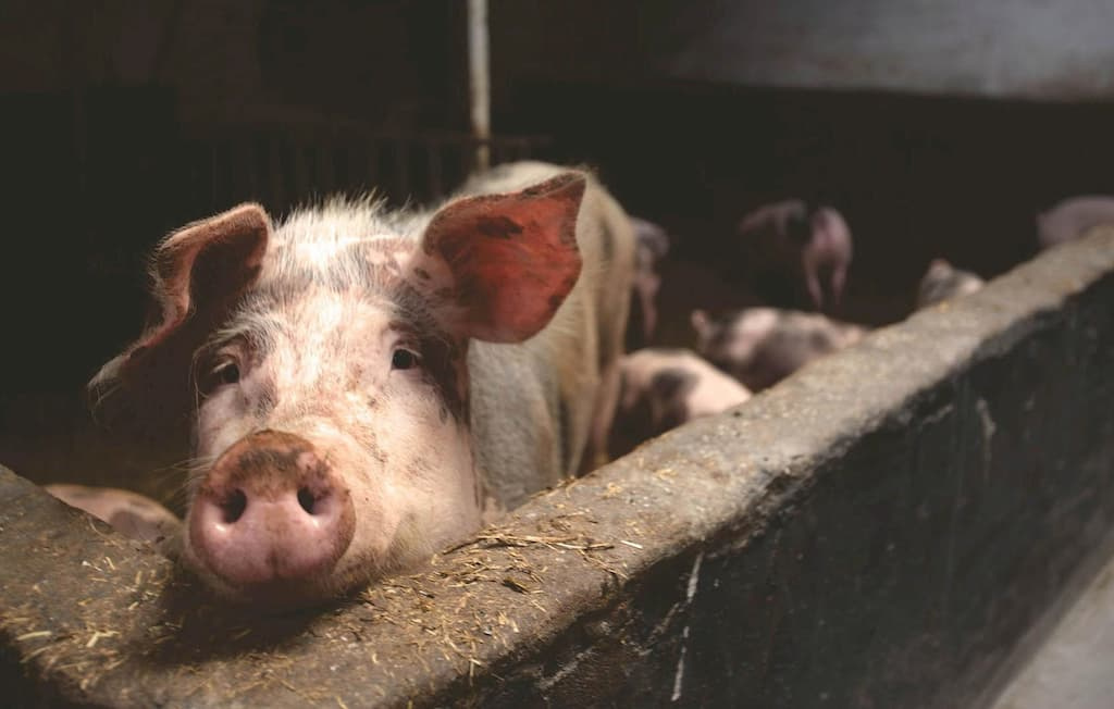 G4 EA H1N1: Novo vírus com “potencial pandémico” detetado na China…