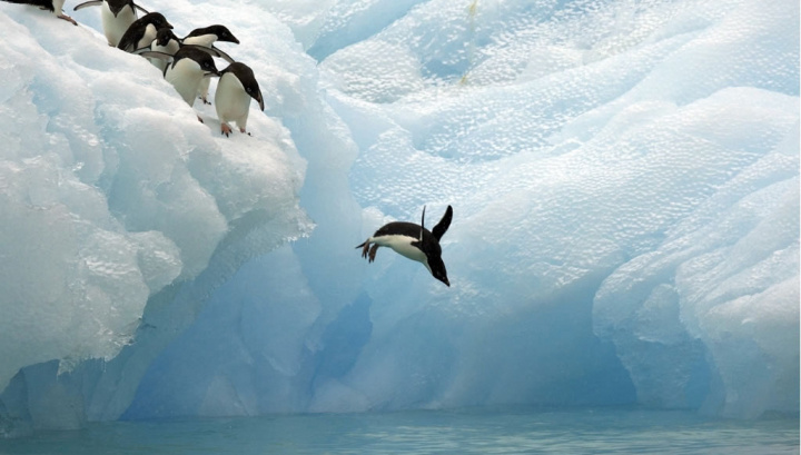 Imagem de pinguins a mergulhar no oceano Antártico na região da Antártida