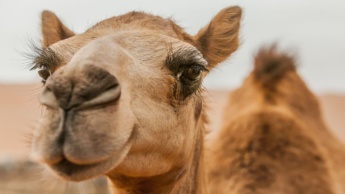 Imagem camelo que tem uma pele eficiente a refrigerar o corpo