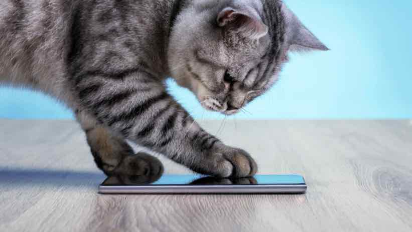 My Cat - Jogos de gato virtual – Apps no Google Play