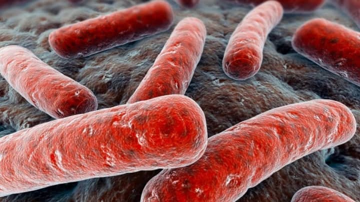 Imagem da bactéria de brucelose da China que escapou de um laboratório