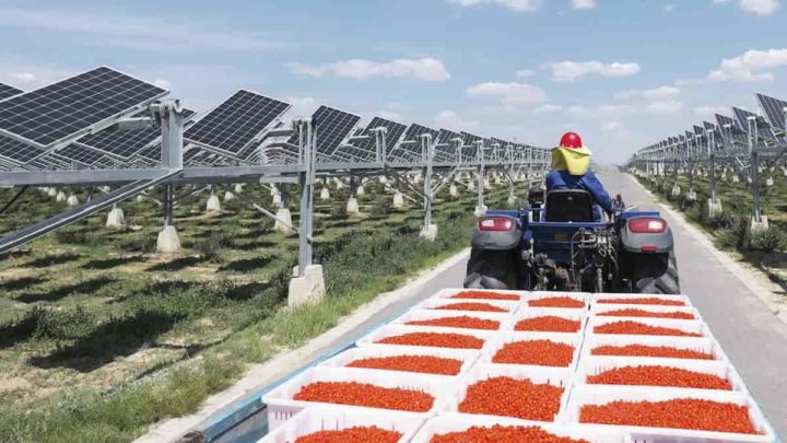 Sistema fotovoltaico agrícola, em parceria com a Huawei.