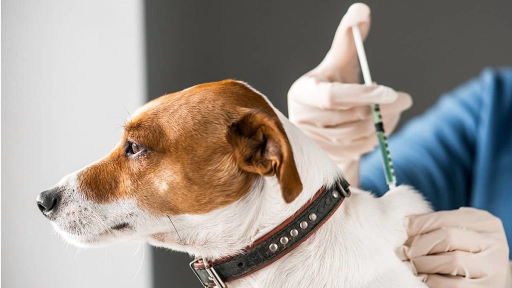 COVID-19: Rússia regista primeira vacina para animais