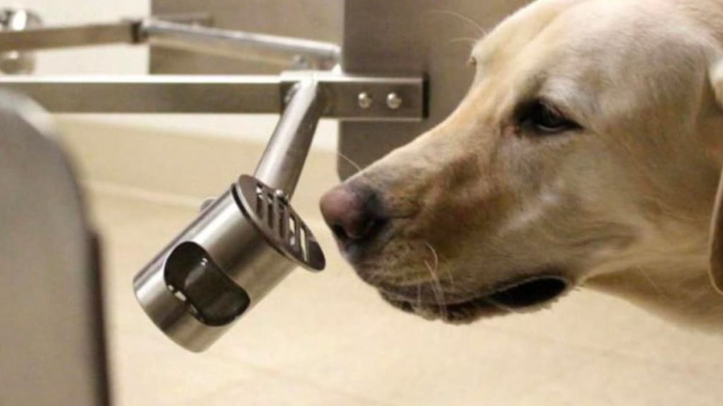 Estudo: Cães podem detetar o coronavírus com 96% de precisão