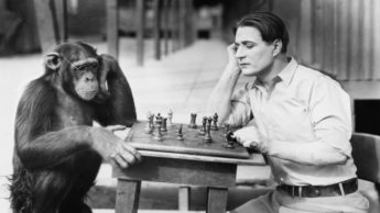 Macaco e humano a jogar xadrez