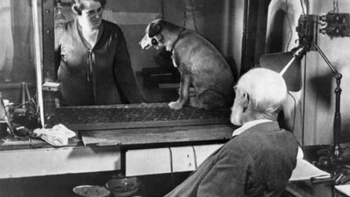 Imagem do teste com o cão de Ivan Pavlov