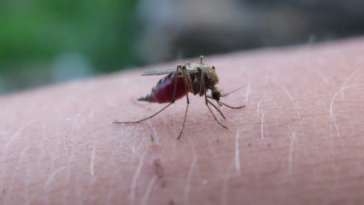 Fez-se história! OMS aprova uso da primeira vacina contra a malária