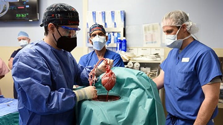 Coração de porco transplantado para um humano