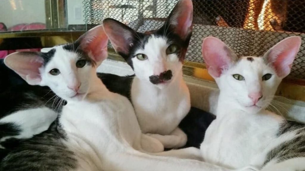 E Porque Hoje é Sexta