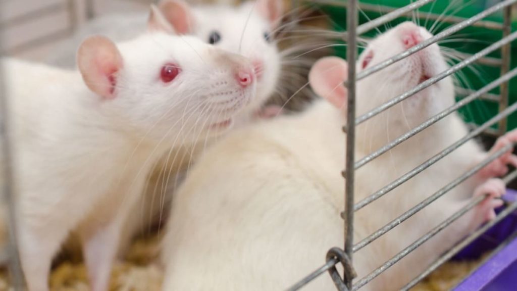 Dieta especial desencadeou autodestruição de células cancerígenas no cérebro de ratos