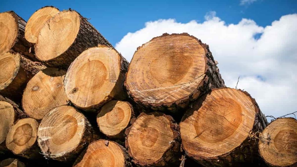 Madeira cultivada em laboratório? Podemos estar perto do fim do abate de árvores