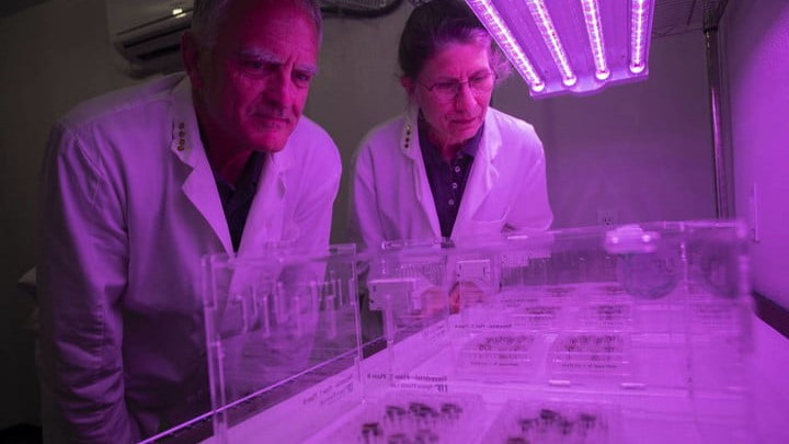 Cientistas Rob Ferl, à esquerda, e Anna-Lisa Paul, à direita