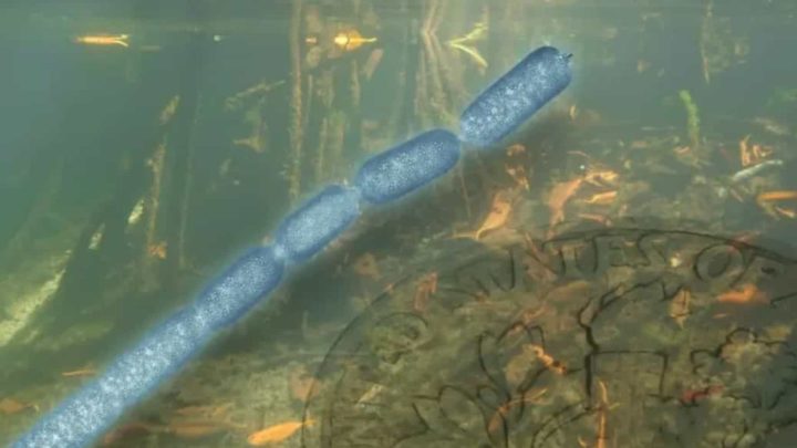Descoberta a maior bactéria do mundo em pântano nas Caraíbas