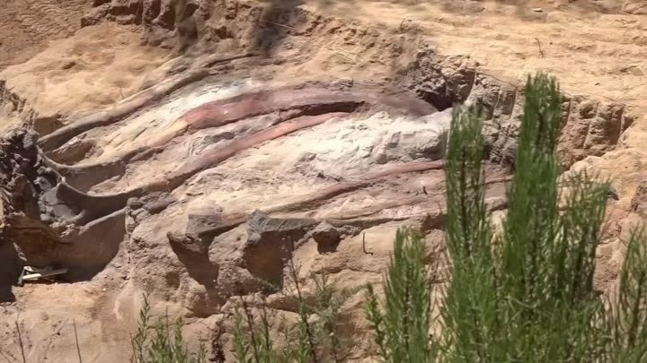 Maior esqueleto de dinossauro da Europa encontrado num quintal em Pombal