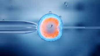 Embriões