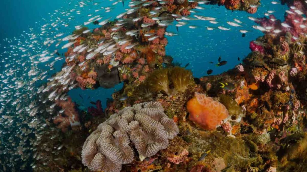 Austrália vai proibir minas de carvão para proteger o Great Barrier Reef