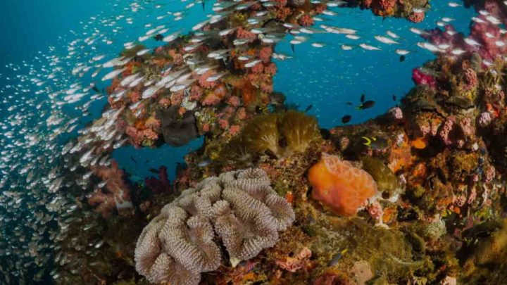 Great Barrier Reef na Austrália