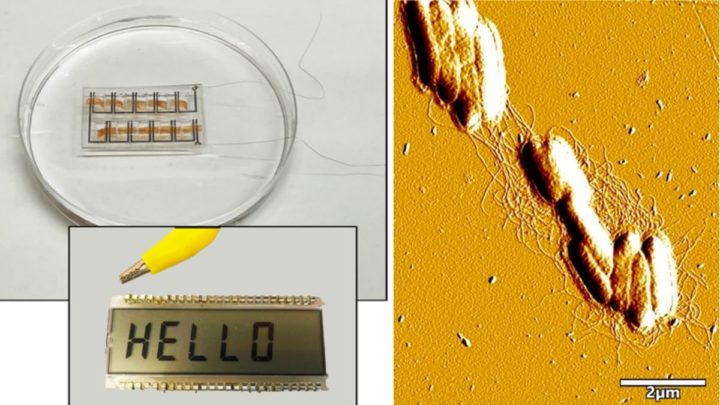 Imagem biofilme que produz eletricidade do suor humano