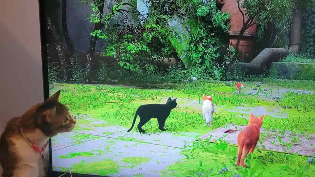 Gato é protagonista de novo jogo de videogame