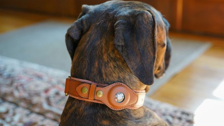Does your dog have an AirTag on the collar?  it can be dangerous