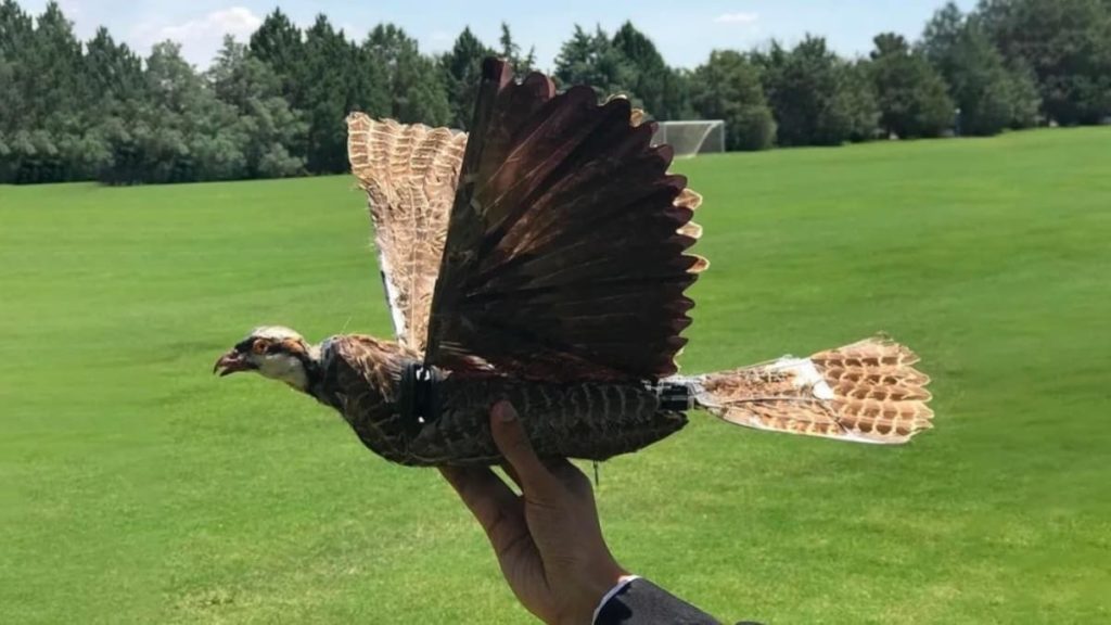 Aves mortas “ganham vida” como drones para espionagem (vídeo)