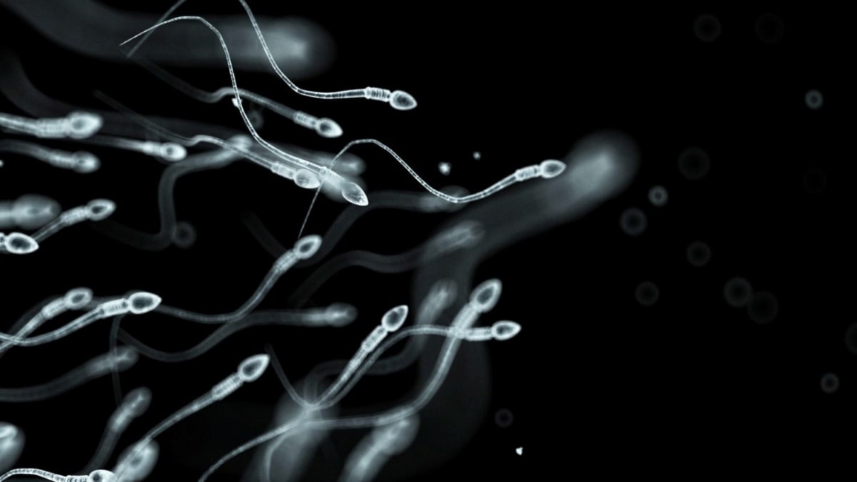 Cientistas detetaram espermatozoides a desafiar uma das principais leis da Física