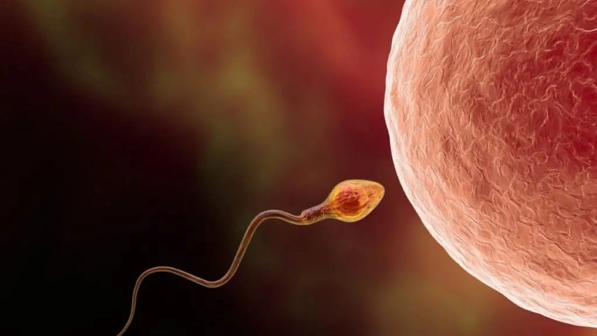 Cientistas conseguiram criar óvulos a partir de células masculinas